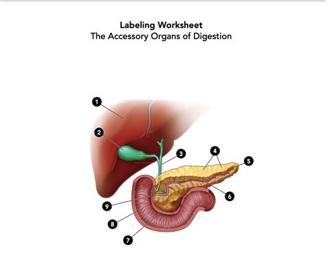 The Accessory Organs Of Digestion Diagram Quizlet