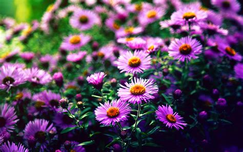 flowers Wallpapers HD / Desktop and Mobile Backgrounds