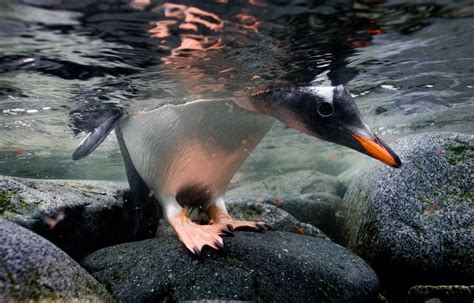 Paul Nicklen Polar Obsession National Geographic Society