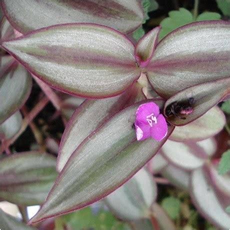 Wandering Jew Live Plant Tradescantia Zebrina For Sale