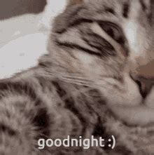 Good Night Cat GIF - Good Night Cat - GIF-ləri kəşf edin və paylaşın