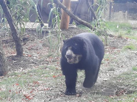 Andean Spectacled Bear Zoochat