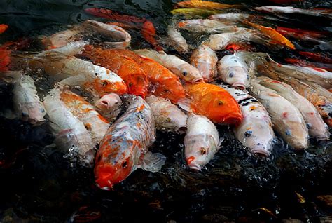 Koi Fish Pond Royalty-Free Stock Photo