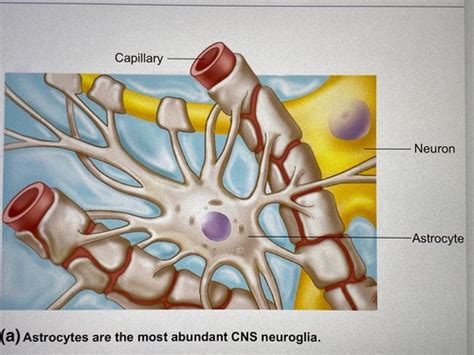 Ch Nervous System Flashcards Quizlet