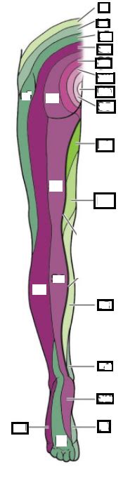 Dermatome Diagram Quizlet