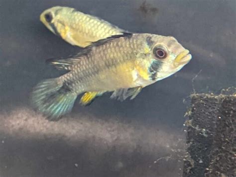 Apistogramma Rositae Pair Tristan S Tropical Fish