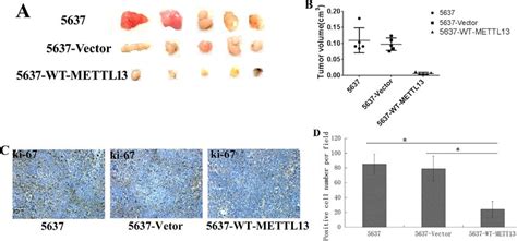 Overexpression Of METTL13 Significantly Inhibited Cellular Growth In