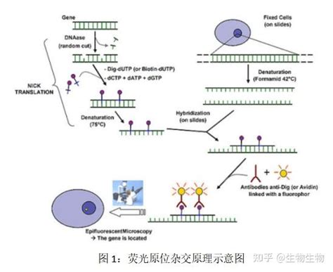 荧光原位杂交技术攻略 知乎