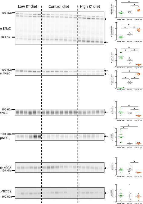 Semi‐quantitative Immunoblots Of Full Length ~90 Kda And Cleavage Download Scientific Diagram