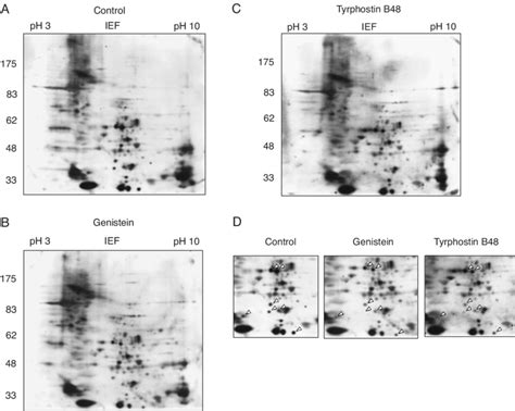 State Of Tyrosine Phosphorylation In Cellular Proteins Separated By