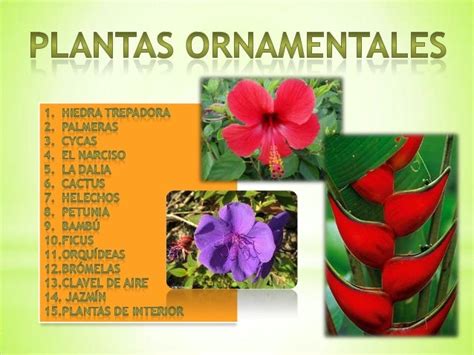 Ejemplos De Plantas Ornamentales Con Sus Nombres Nuevo Ejemplo