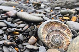 Fossil Hunting On The Yorkshire Coast Untravelled Paths