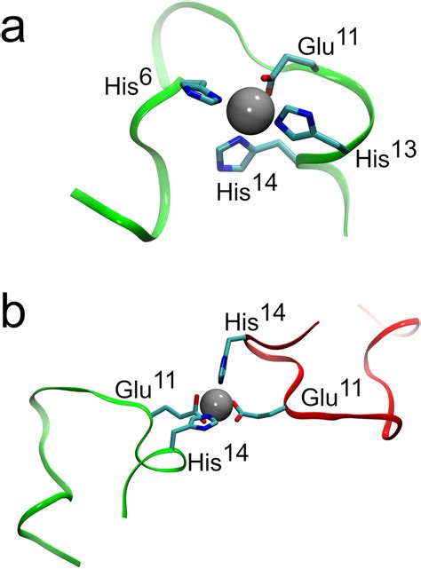 Structures Of Aβ Peptides With Zn Ii Ion A The Complex With The