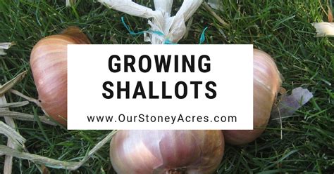 Growing Shallots in the Home Garden - Our Stoney Acres