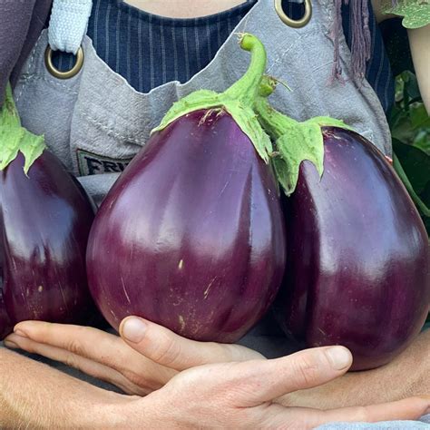 Harvesting Black Beauty Eggplant