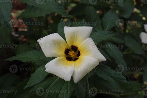 Turnera Ulmifolia Flower Blooming Season In The Garden With Green