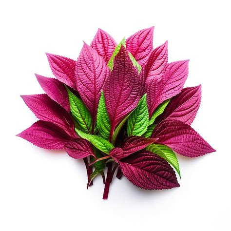 Premium AI Image Amaranth Leaves With A Hint Of Green On White Background