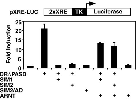 SIM1 And SIM2 Mediated Repression Of Transcription Induced By The DR Is