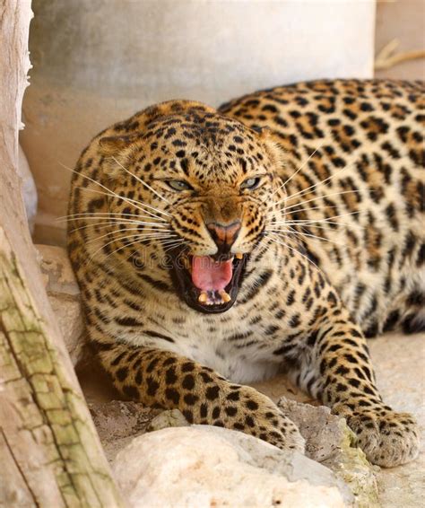 Leopard roar stock image. Image of amur, black, beautiful - 18131391