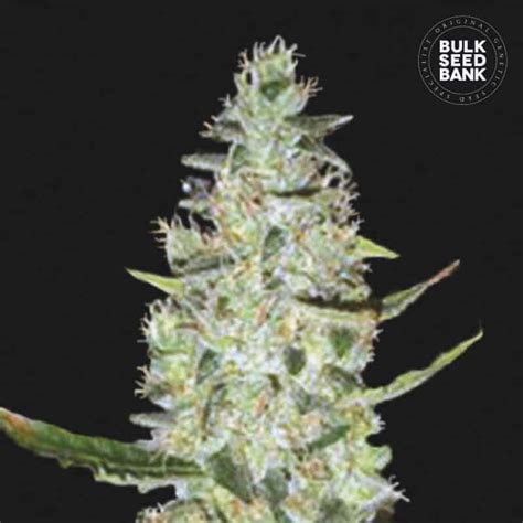 Auto Special Skunk Bulk Seed Bank Cannalogia Autoflower