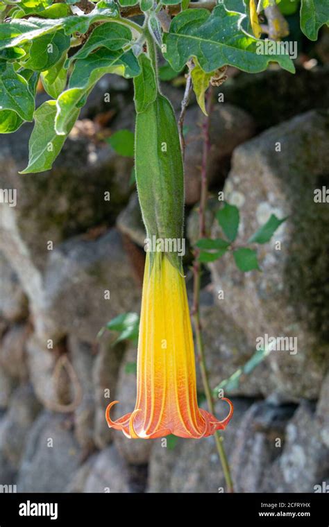 The Flower Of A Red Angels Trumpet Brugmansia Sanguinea Stock Photo