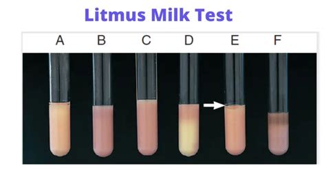 Litmus Milk Test Principle Procedure And Results Microbe Online