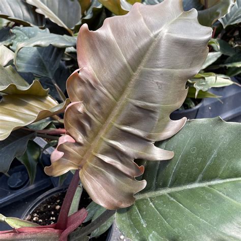philodendron choco empress  pot  prince  oregon nursery