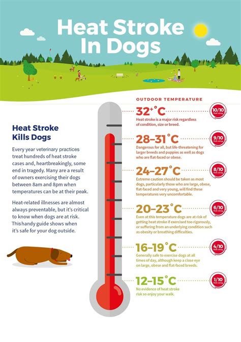 How To Tell If My Dog Is Having A Heat Stroke at Kerri Franklin blog