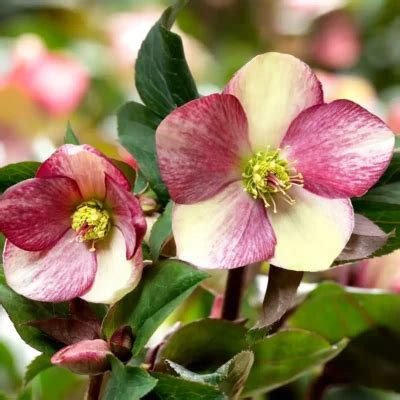 Helleborus HGC Ice N Roses Dark Picotee Szkółka Krzewów