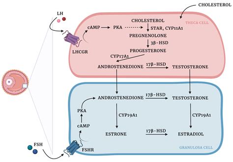 Role Of Granulosa And Theca Cells In Pcos Encyclopedia Mdpi