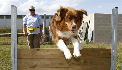 Club Canin Concours Dob Issance R Gional Aujourdhui Toute La Journ E