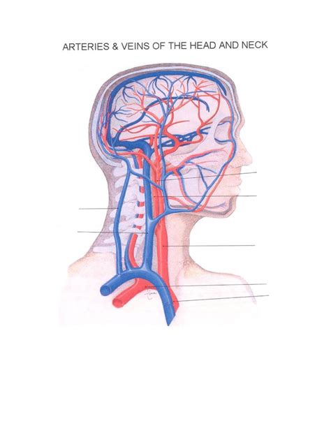 Cardiovascular Review Diagram Quizlet