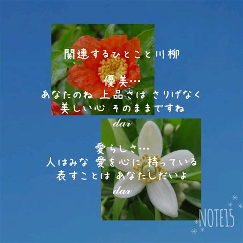 今日の花たち1228水 花言葉と 関連するひとこと川柳 ザクロ花 円熟した優雅さ･優美 ミカン 寛大･純粋･愛らしさ｜だー