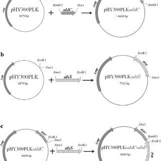 Tetramethylpyrazine Tmp Biosynthetic Pathway And Other Overflow