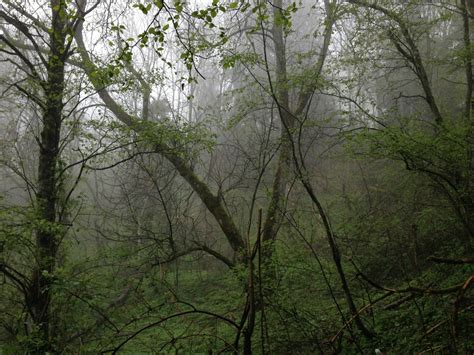 Fotos gratis árbol naturaleza desierto rama planta madera