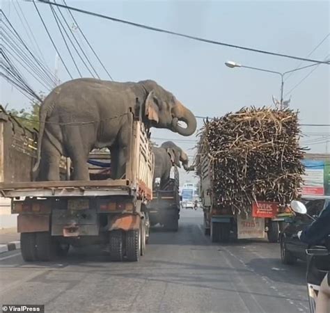 Snack-Happy Elephants Reach Out To Gorge Themselves On Sugar Cane When Their Open-Top Trailers ...