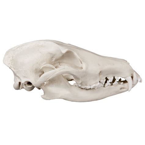 Replica Maned Wolf Skull — Skulls Unlimited International