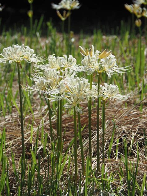 Buy Lycoris Albiflora Bulbs White Spider Lily Online