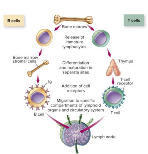 B And T Cell Mediated Immunity Week 2 Flashcards Quizlet