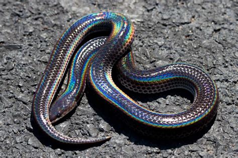 Sunbeam Snake Xenopeltis Unicolor Information About How To Care For