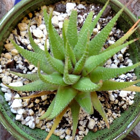 Haworthiopsis Attenuata Var Radula Syn Haworthia Attenuata Var