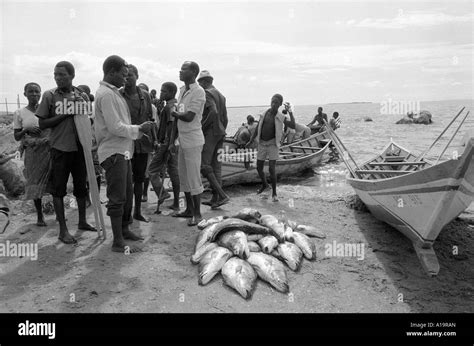 Nile Perch Lake Victoria Black and White Stock Photos & Images - Alamy