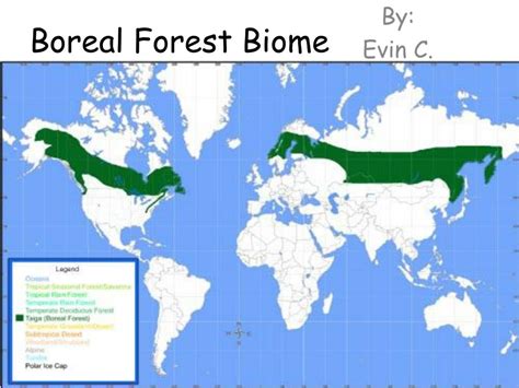 PPT - Boreal Forest Biome PowerPoint Presentation, free download - ID:2121891