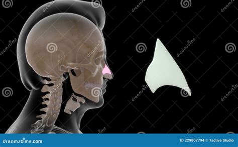 Location Of Lateral Cartilage In Human Stock Illustration