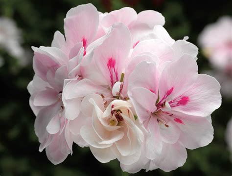 Pelargonium Peltatum Temprano White Ivy Geranium