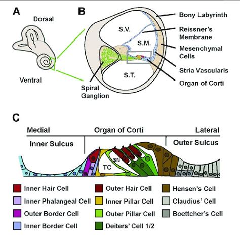 Development Of The Cochlear Duct A Schematic Crosssection Of The