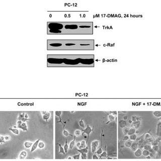 Treatment With Dmag And Or K A Attenuates Ngf Mediated