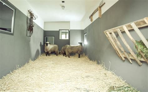 Der Schafstall Ein Erlebnis Middenmank Ferienhof Mecklenburg