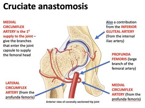 Cruciate Anastomosis Diagram