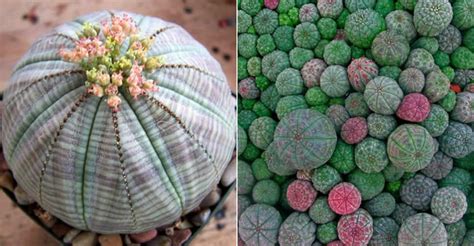 Euphorbia Obesa Baseball Plant Sea Urchin World Of Succulents